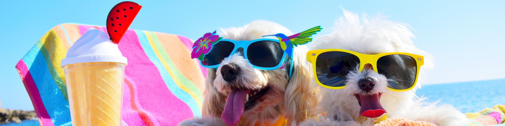 Two dogs wearing sunglasses and relaxing on a colorful beach towel by the sea; a drink with a rubber duck is nearby.