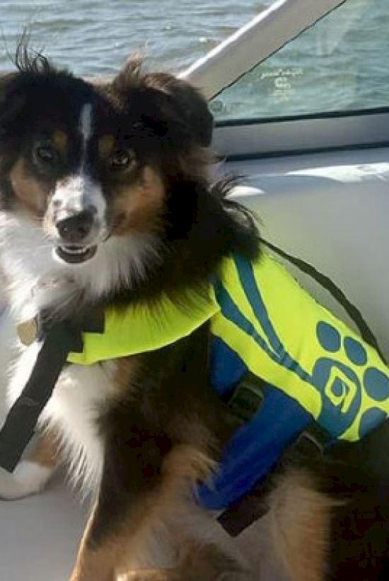 A dog wearing a neon yellow life jacket is sitting on a white and blue seat inside a boat, with water visible in the background.