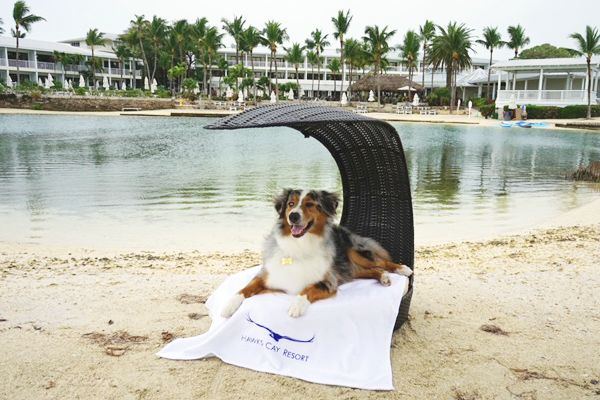 A dog lounges on a wicker chair by a serene beach with a white towel labeled 