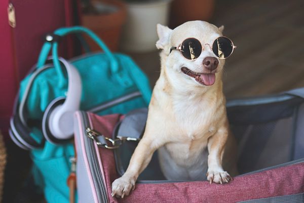 A small dog wearing sunglasses sits in a pink bag, with a turquoise bag and headphones in the background.