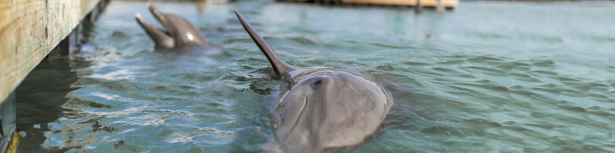 Two dolphins swimming near a dock in clear water, with wooden planks visible on the left side of the image.