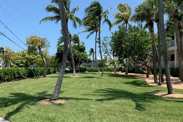 A landscaped grassy area with palm trees, surrounded by greenery and adjacent buildings under a clear blue sky.