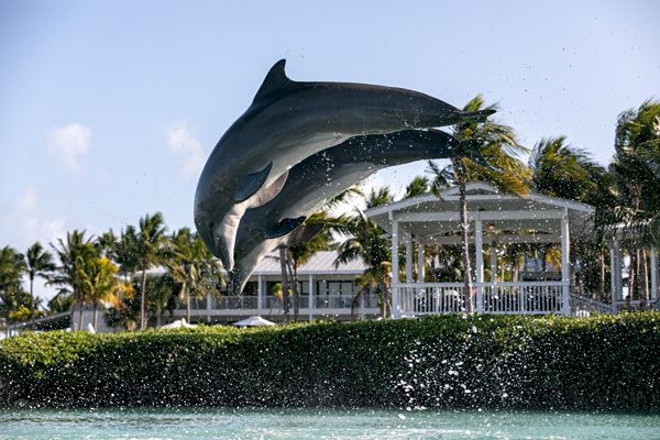 Two dolphins are leaping out of the water in front of a white, beachside house with palm trees.