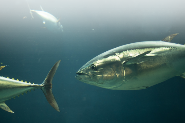 The image shows multiple fish swimming in clear blue water, with one large fish in the foreground and smaller fish in the background.