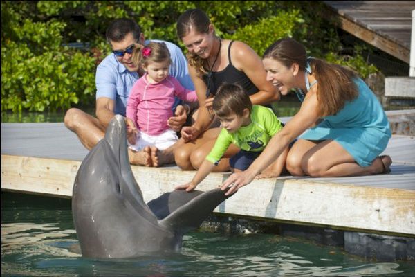 A family is sitting on a dock, interacting with a dolphin in the water. The children are reaching out to touch the dolphin's snout.