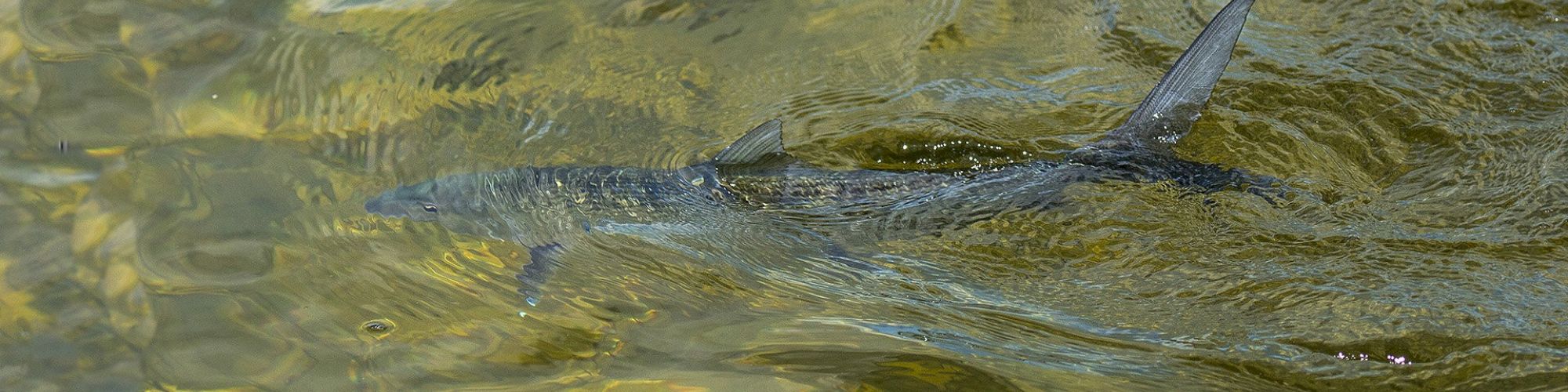 The image shows a fish swimming just below the surface of clear, shallow water with its fins visible.