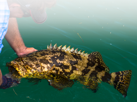 A man is holding a large, spotted fish with sharp dorsal fins over green water, possibly preparing to release it.