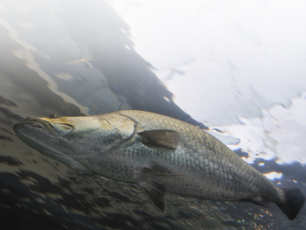 The image shows a large fish swimming underwater near the surface, with light reflecting off the water above.