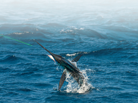 The image shows a marlin leaping out of the ocean, with its body partially out of the water. The sea is rough, with visible waves and splashes.