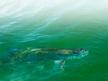 A sea turtle swimming in clear, greenish water is shown in the image, with ripples on the surface.