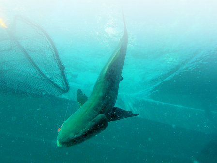 An underwater photo showing a large fish, possibly a salmon, swimming near a net in clear, blue-green water.