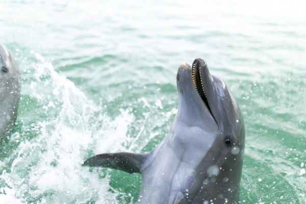 A dolphin is emerging from the water with its mouth open, surrounded by splashing water, in a marine environment.