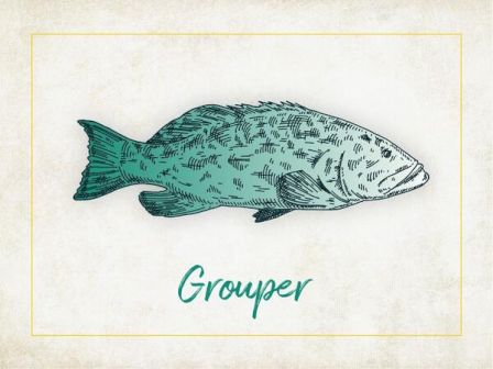 The image shows an illustrated grouper fish, with the word 