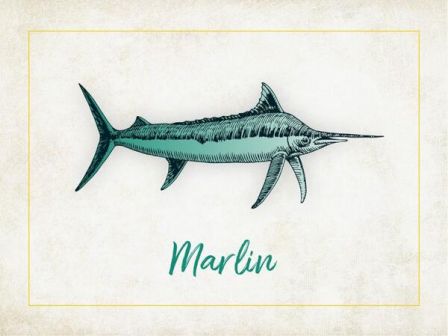 The image features an illustration of a marlin, a large fish with an elongated body and a spear-like snout, along with the word 