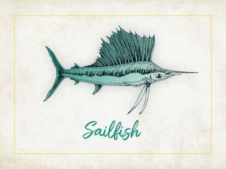 The image depicts an illustration of a sailfish with the word 