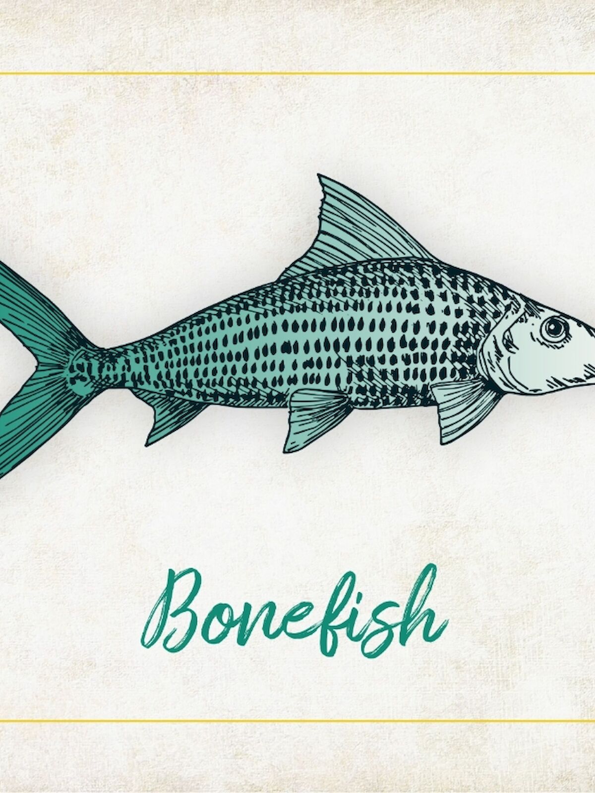 An illustration of a bonefish with text labeling it 