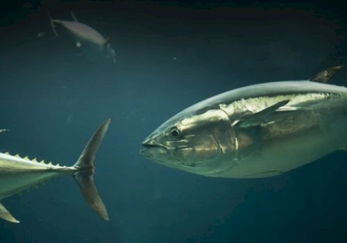 The image shows large fish swimming underwater, likely tuna, with a dark blue background and some smaller fish in the distance.