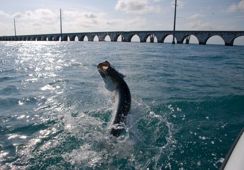 A fish is leaping out of the water with a bridge in the background.