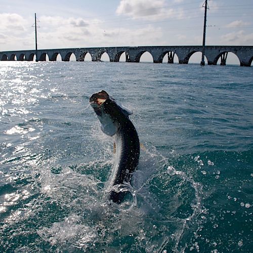 A fish is leaping out of the water with a bridge in the background.